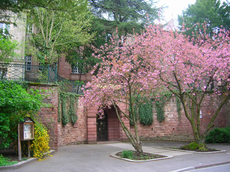 Schiller International University (SIU)